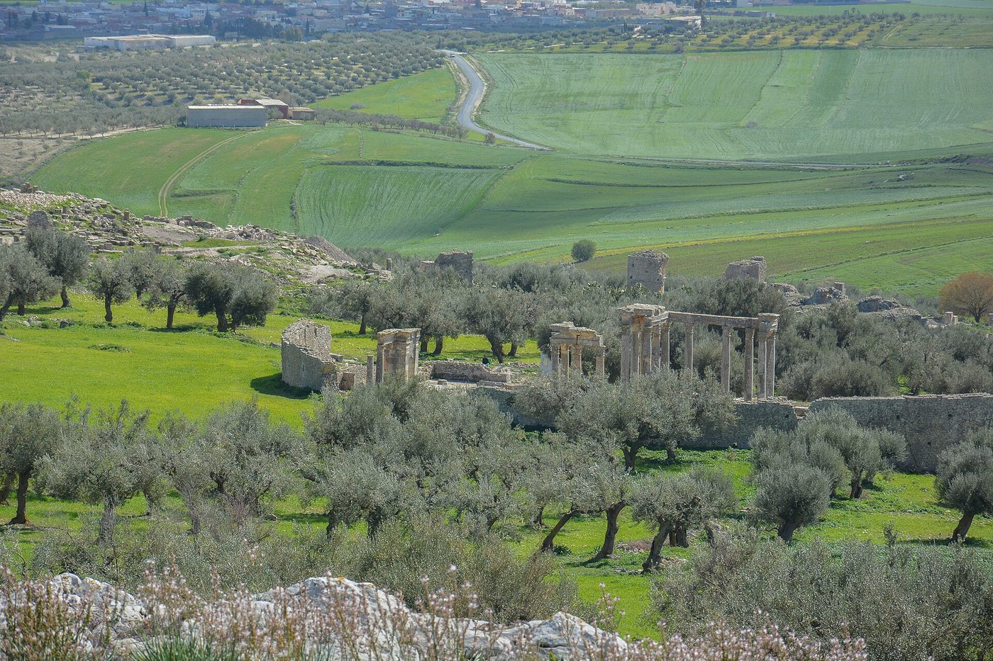 The Roman city of Dougga (Thugga), Tunisia — the Capitol and colonnades on the green hillside, showing spring wildflowers and greenery