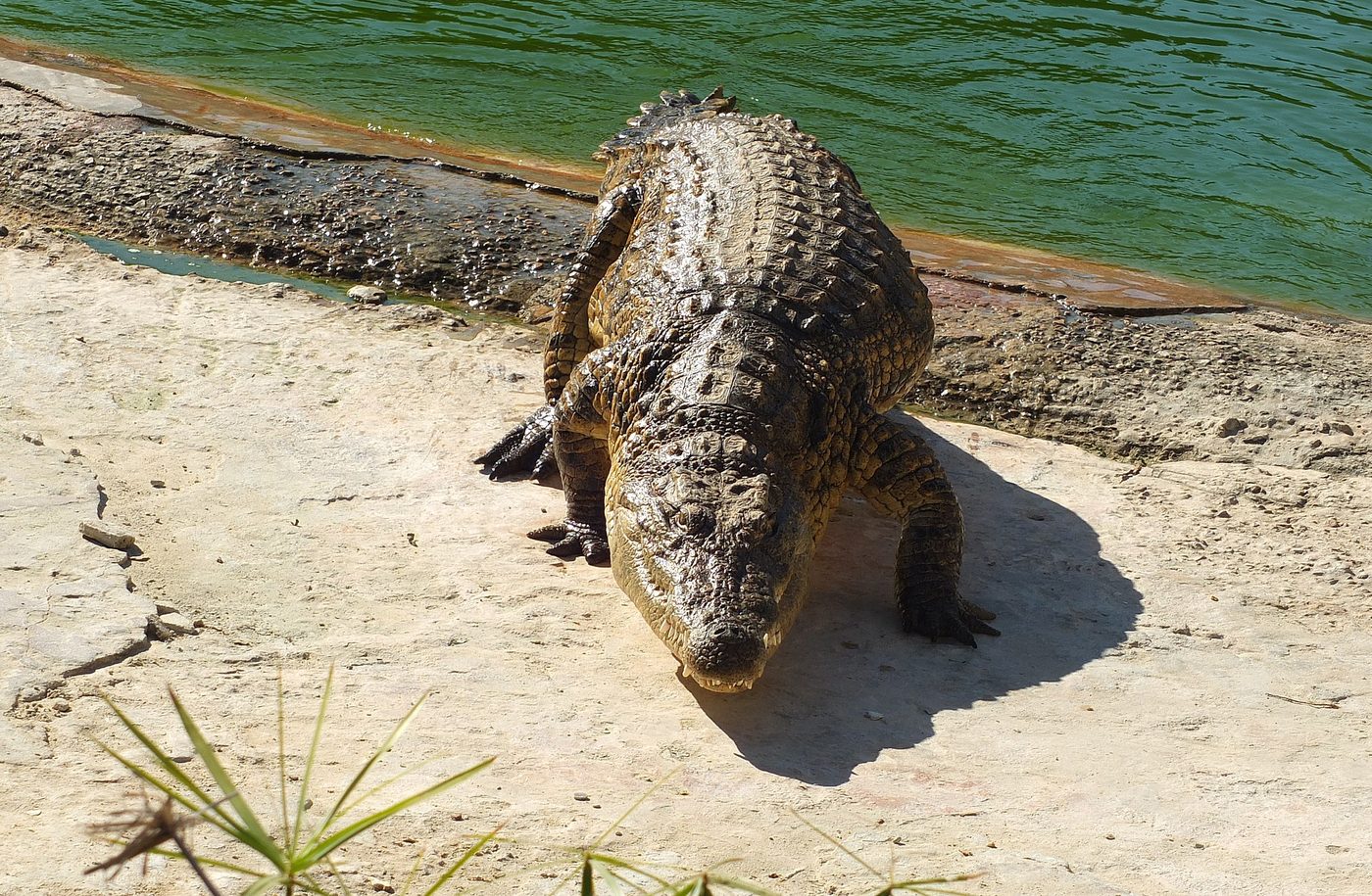Nile crocodiles at Djerba Explore Park's crocodile farm