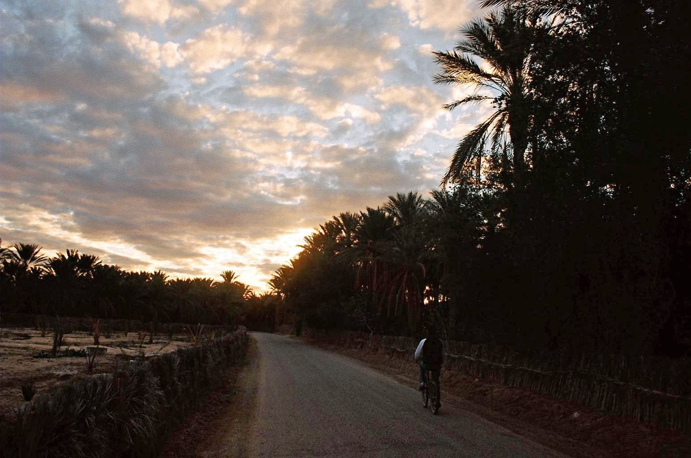Palm groves in the Tozeur oasis in southern Tunisia
