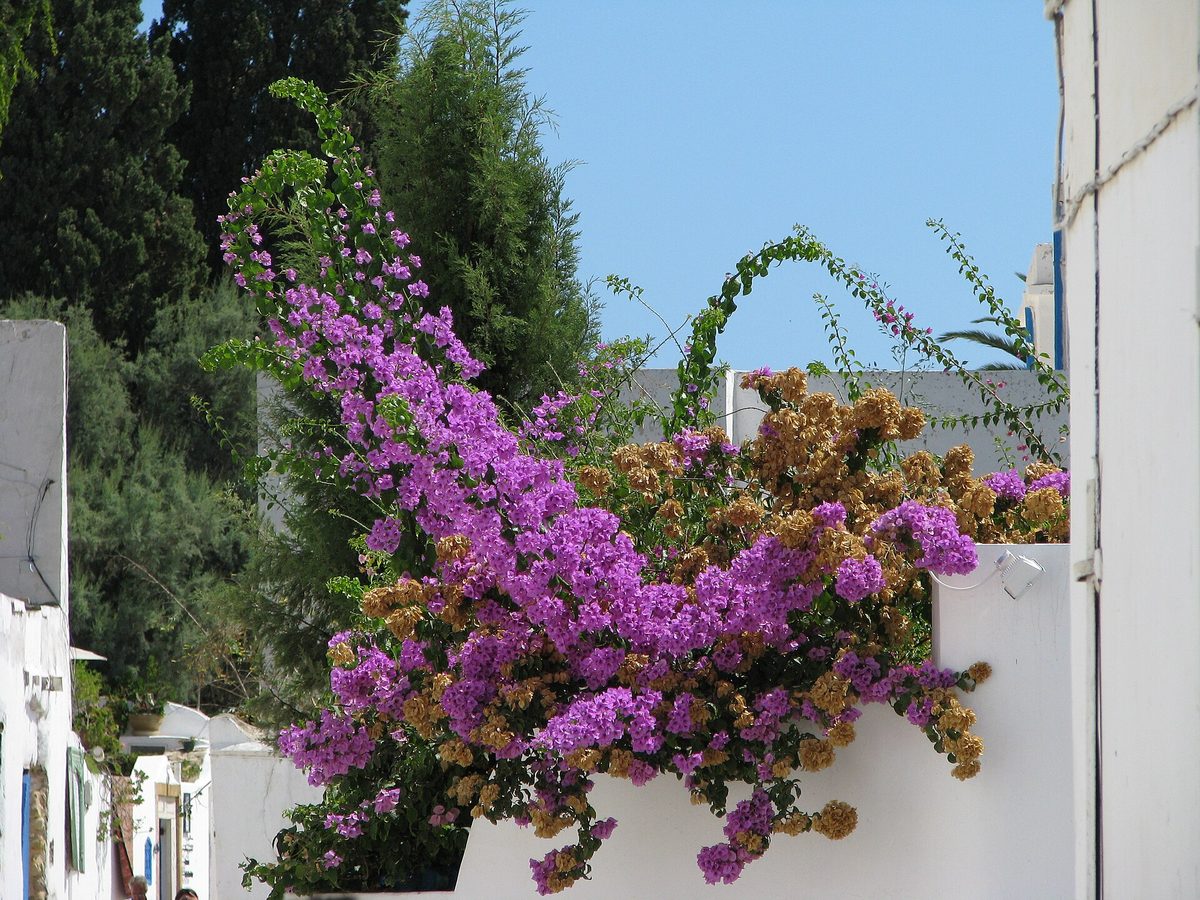 Flower-draped white-and-blue street in Sidi Bou Said