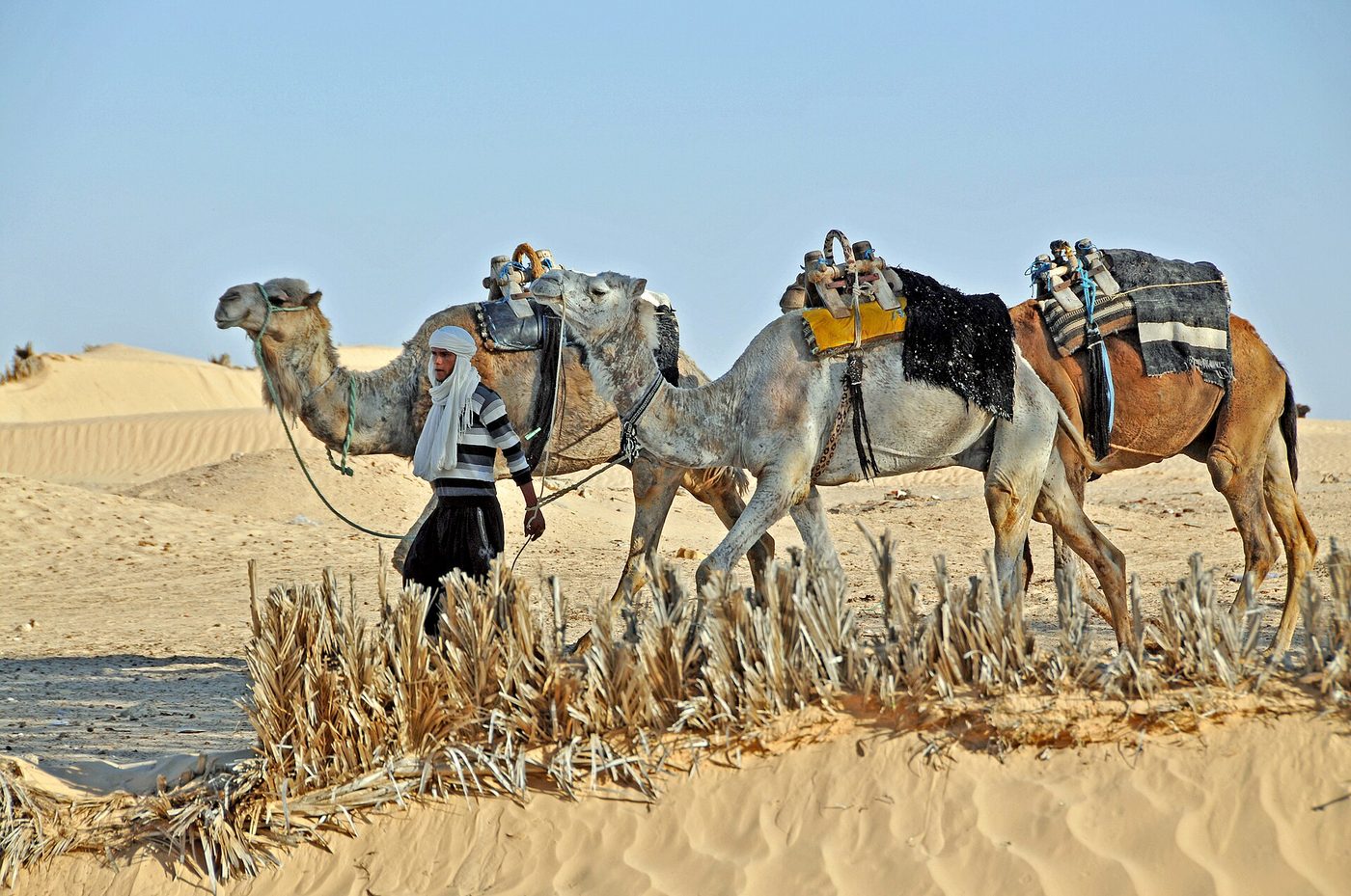 Camels on the Sahara dunes near Douz, the desert night trip that sets a Tunisia holiday apart