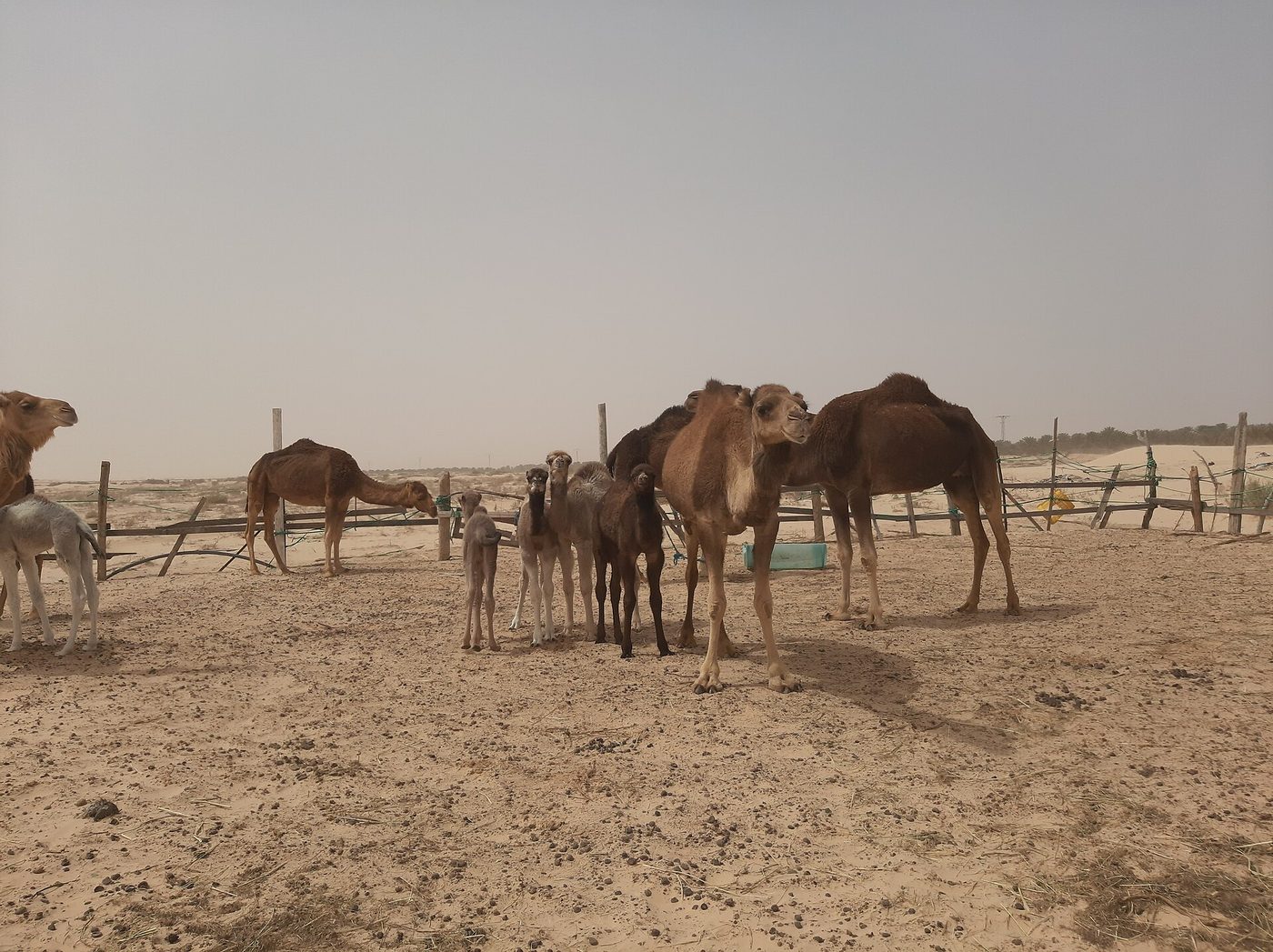 Camels in the Sahara near Douz, a winter desert-tour highlight
