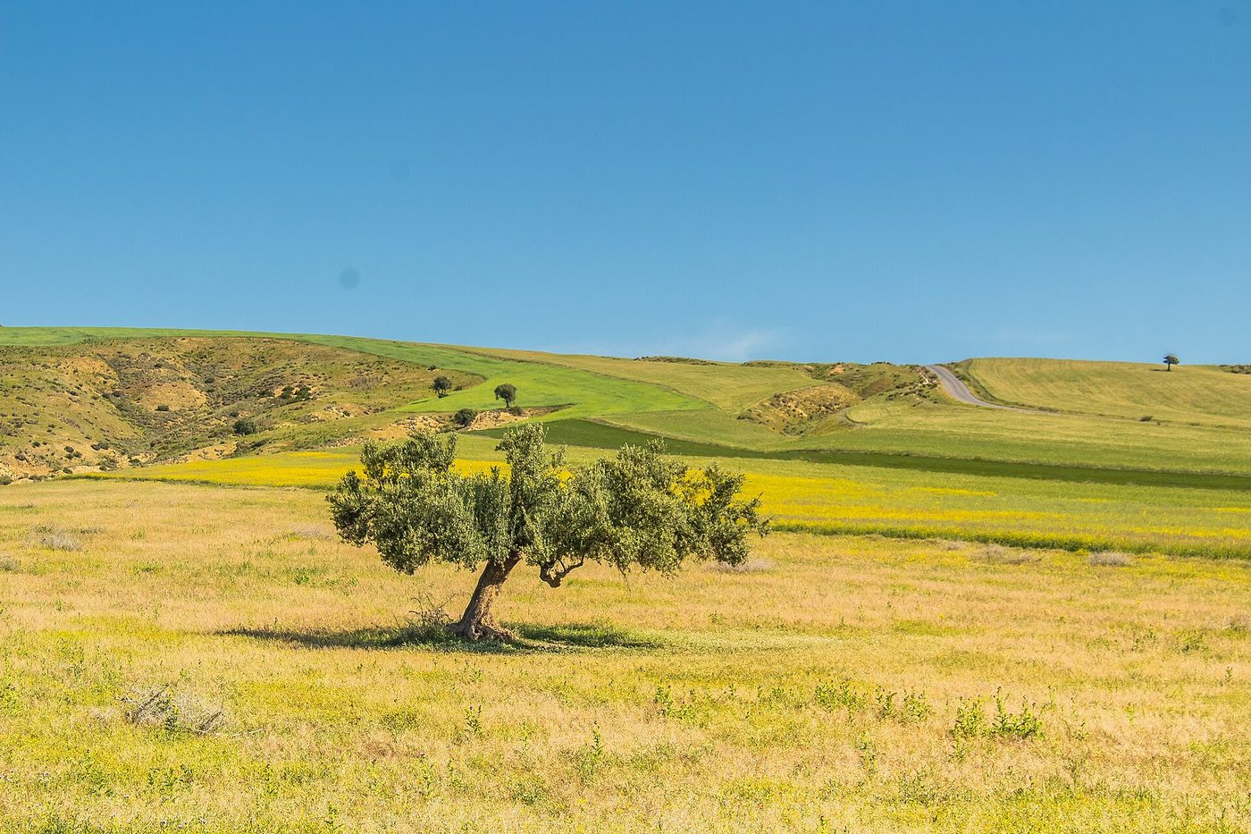 An old olive tree in Tunisia's rolling olive country, the mainstay of the Zarzis hinterland
