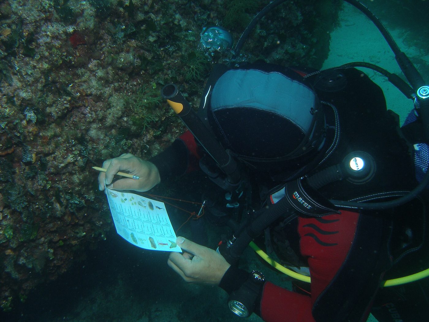 A scuba diver recording marine life on a rocky Mediterranean reef