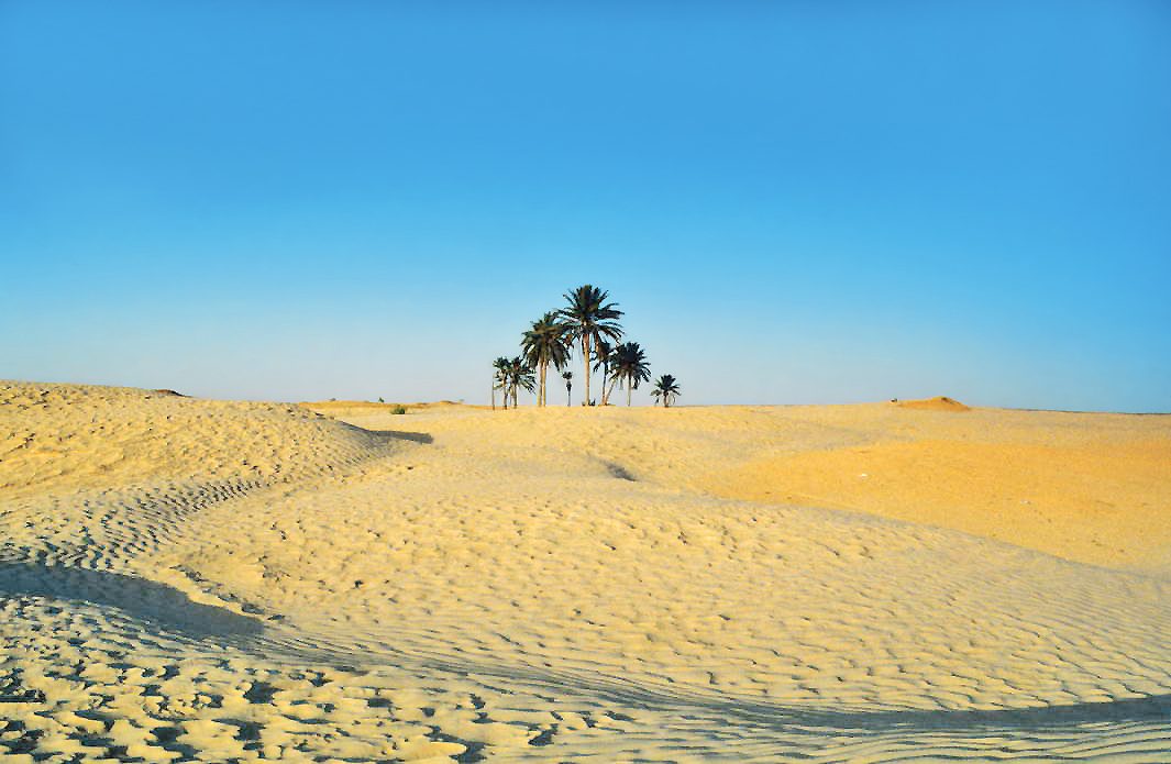 Sand dunes and palms near Douz on the edge of the Tunisian Sahara