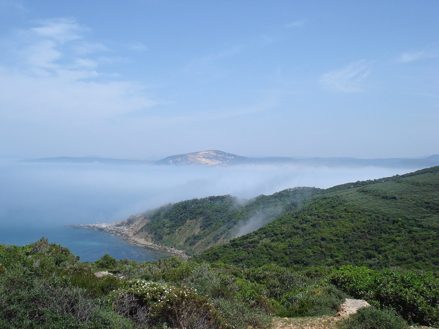Forested headland dropping to the sea near Cap Serrat on Tunisia's north coast