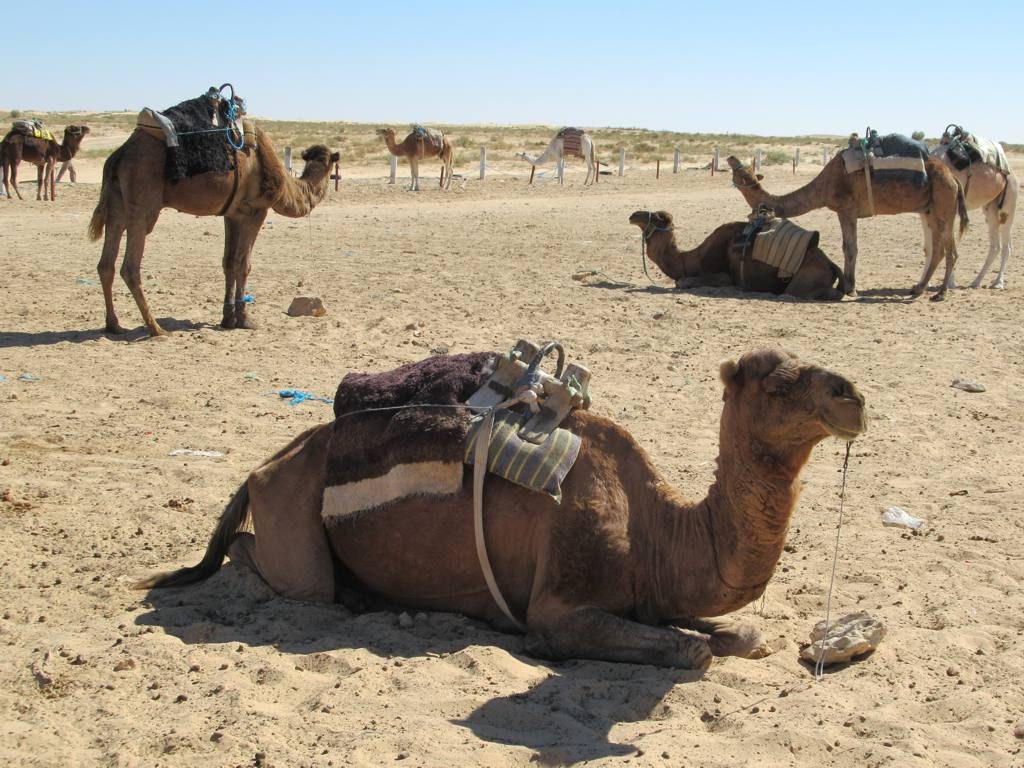 Camels at Douz on the edge of the Sahara — the reason many people add days to a Tunisia trip