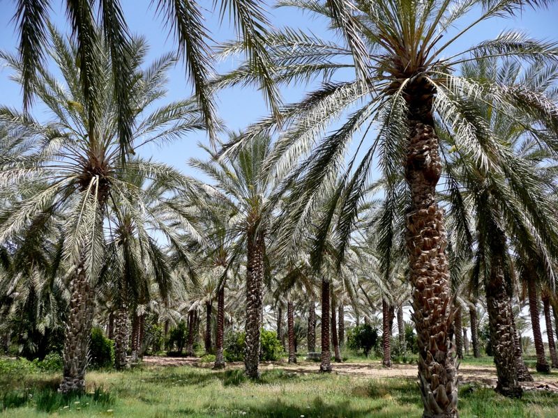 The palm grove at Douz, Tunisia — half a million trees on the Sahara's edge