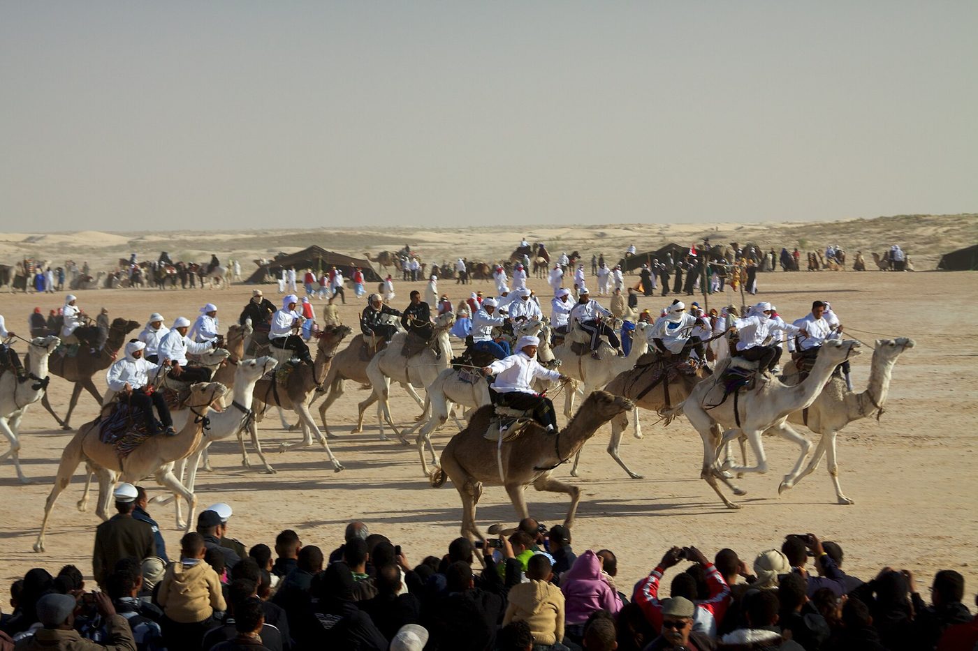 Camels at the International Festival of the Sahara in Douz, Tunisia