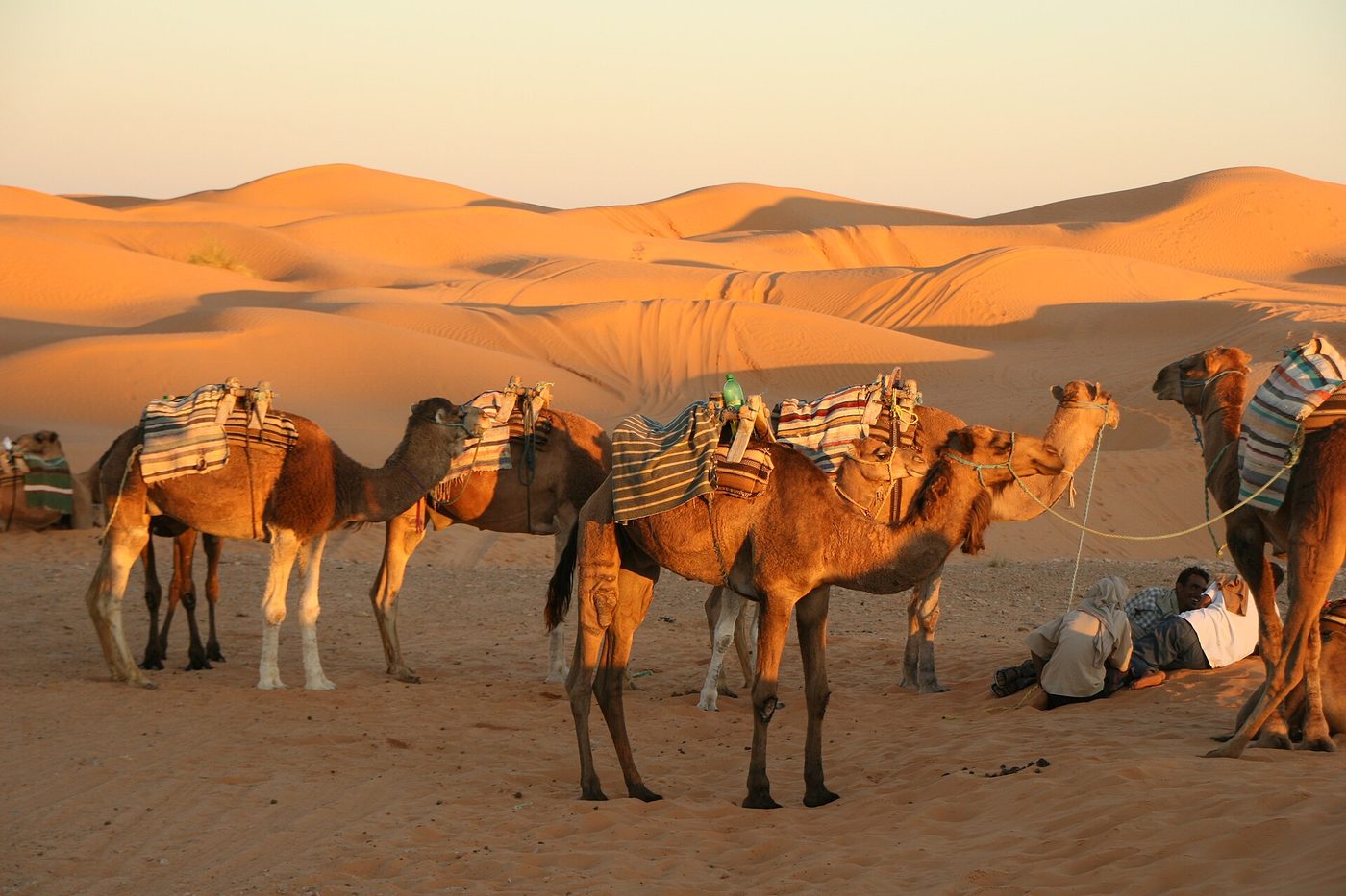 Camels resting among the dunes at Ksar Ghilane as the light goes