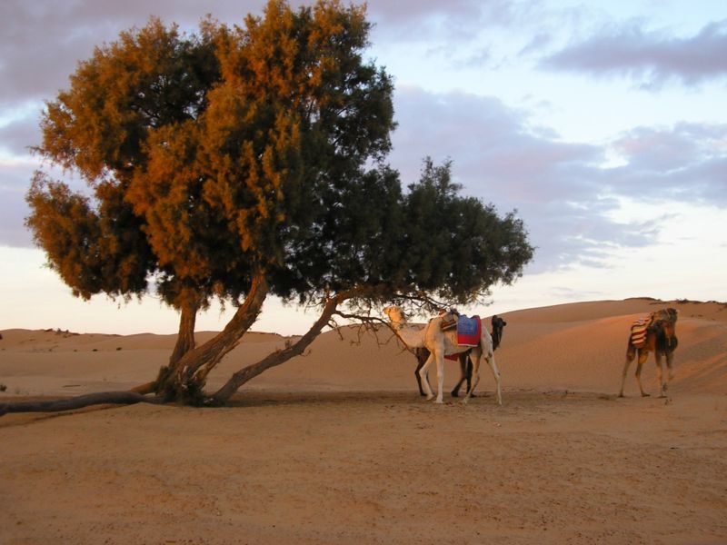 Dromedaries browsing acacia near Ksar Ghilane on the edge of the Grand Erg Oriental