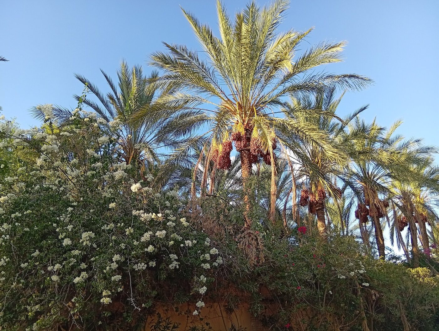 Inside the Tozeur palm grove, Tunisia — a working oasis of date palms